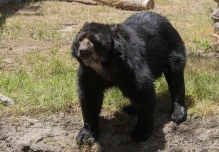 Tupak, el oso andino, espera un helicóptero para mudarse a un nuevo hogar