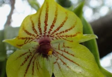 Una nueva especie de orquídea fue descrita