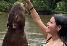 Kuri Warmi, donde los visitantes pueden nadar con una capibara 