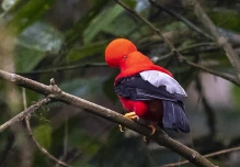 Del cóndor al colibrí: 542 aves hacen de Quito un paraíso del "birdwatching"