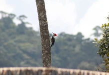 El cambio climático amenaza la supervivencia de las aves amazónicas