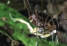 Descubren en Ecuador que arácnidos “segadores” pueden depredar ranas vivas