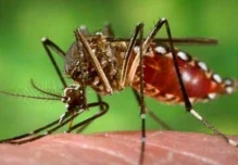 Mosquitos estériles serán liberados para combatir dengue, zika y chikungunya