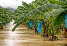 Lluvias intensas elevan el riesgo para las siembras de banano y plátano en Ecuador