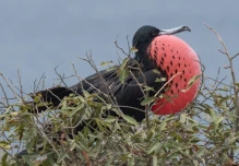 Floreana estrena monitoreo ojos de halcón para proteger su fauna en tiempo real