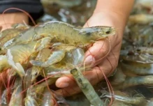Argentina importará langostino ecuatoriano por conflicto laboral