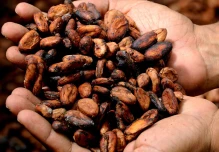 El precio del cacao a nivel mundial se disparó