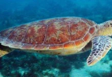 15 países se reúnen en Ecuador para proteger a las tortugas marinas