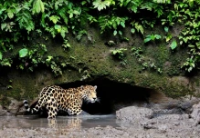 Quedan muy pocos jaguares en la Costa del Ecuador