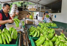 El sector bananero está optimista con el TLC entre Ecuador y China