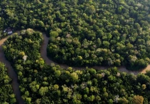 Descubren nueva planta prehistórica adaptada a zonas inundables de la Amazonía peruana