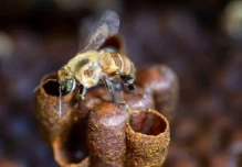Amazonía peruana reconoce derechos a abejas nativas