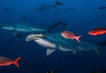 Ecuador ganó premio por canje de deuda que protege Galápagos