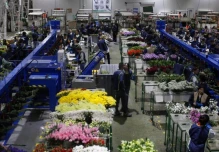 Colombia pagará casi el doble de arancel que Ecuador por exportar flores a EE. UU.