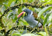 Las aves siguen en riesgo de extinción pese a planes de conservación en Ecuador