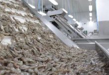 Precio del camarón ecuatoriano cae a su nivel más bajo por restricciones de China