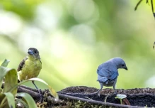 Ecuador tiene más de 1.700 especies de aves