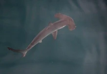 Una "guardería" de tiburones martillo liso fue hallada en Galápagos