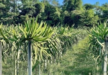 Ecuador perdió 239.000 hectáreas de bosque en 4 años