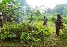 Destruyen 10.000 plantas de coca  en Sucumbíos 