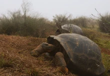 Ecuador censará la población de tortugas gigantes en el volcán Alcedo