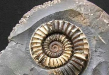 Bioestratigrafía y su Interconexión con el Entorno Geológico 