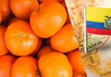 Ecuador busca crecer en el mercado de mandarinas Tango de Estados Unidos
