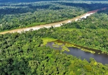 El 42 % de los bosques vírgenes de la Amazonía no tiene protección y pueden desaparecer
