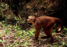 Plan para salvar a primates de Ecuador, propone grupo de científicos