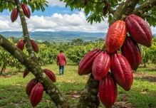 Cacaoteros ecuatorianos esperan una prórroga de la Unión Europea