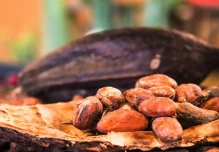 El precio del cacao alcanzó $ 8,704 por tonelada 