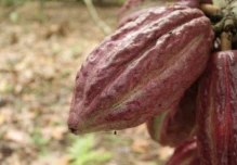 Acuerdo entre Ghana y Costa de Marfil pone bajo observación al mercado del cacao