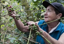 Colombia: La producción de café bajó 5 % por las lluvias