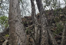 Una nueva especie de árbol tropical fue descubierta en Loja