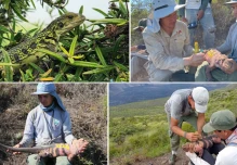 Neonatos de iguana rosada fueron descubiertos por primera vez en Isla Isabela
