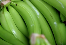 El gobierno presenta plan para el sector bananero, afectado por guerra en Ucrania