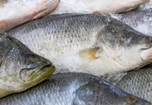 Peces de la Amazonía están contaminados con metales pesados