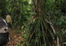 Las palmeras caminantes, un espectáculo de la Amazonía ecuatoriana