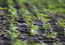 Ecuador tiene 2.300 hectáreas de cultivo legal de cáñamo y cannabis