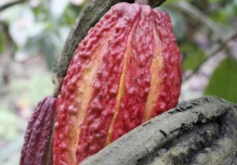 El cacao se ubicó en $ 9.764 por tonelada 