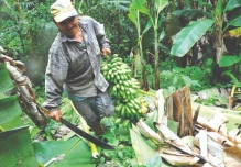 Verde, yuca y churo yuyo, alimento de los napeños
