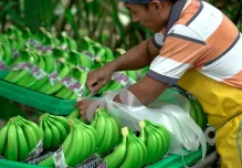 Ecuador lidera exportaciones orgánicas a la Unión Europea