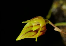 Una nueva orquídea fue descubierta en Pastaza