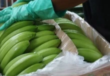 Las exportaciones de banano aumentaron 3,21 % 