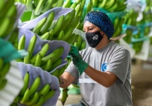 Las exportaciones de banano ecuatoriano siguen expandiéndose