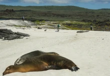 Ecuador acomete con Galápagos la mayor conversión de deuda por naturaleza de la historia