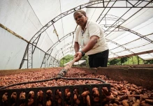 Roberto Mollison advierte que el precio del cacao puede dar un giro