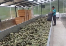 El desecado del primer lote de guayusa en Napo se realizó con secador solar