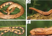 Investigadores ecuatorianos descubrieron una nueva especie de boa enana