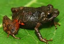 El 40,7 % de anfibios del planeta están en riesgo de extinción, según un estudio